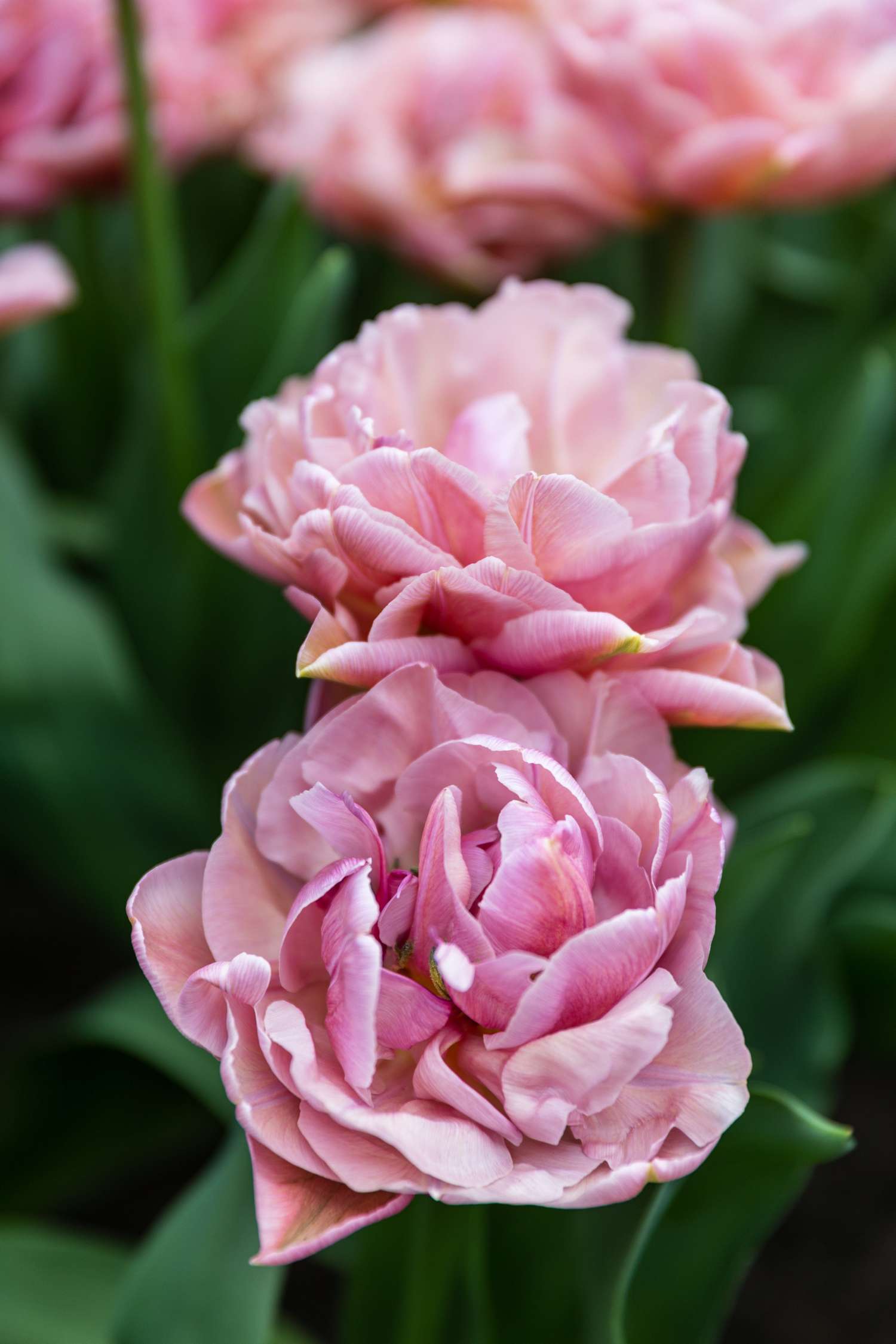 Tulipe 'Beachberry'